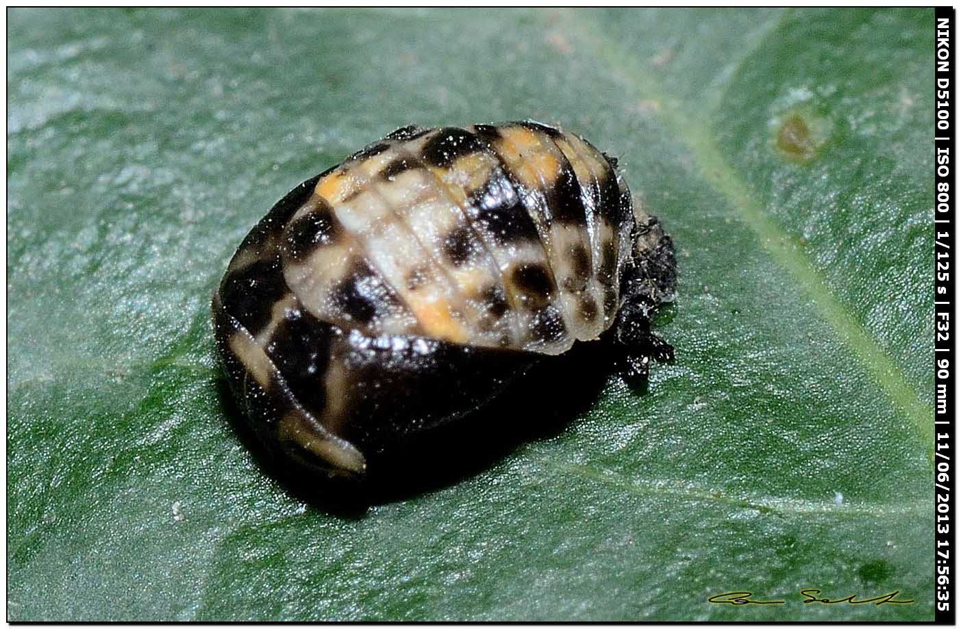 Pupa di  Coccinellidae da id.